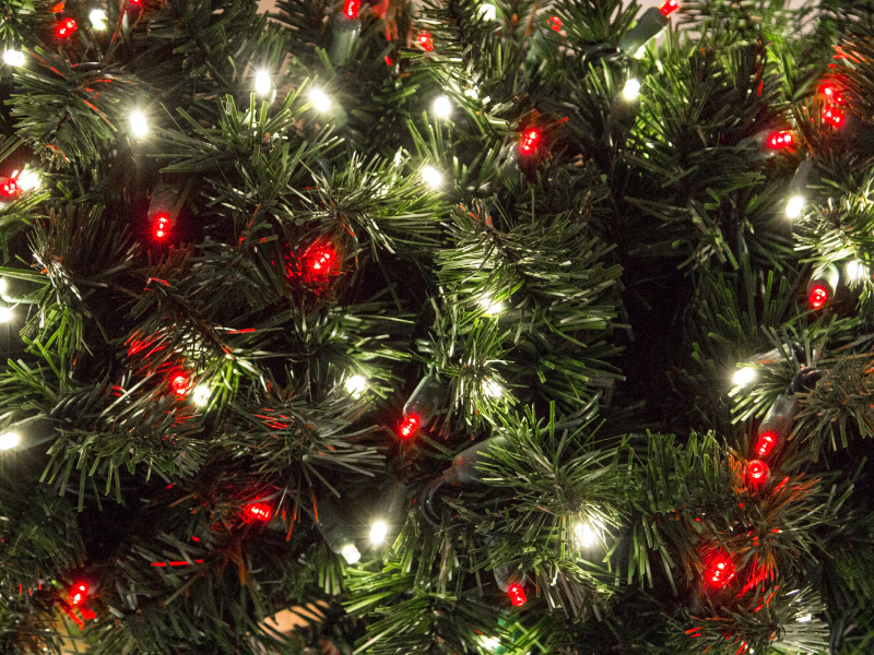 White and red holiday lights against green tree branches